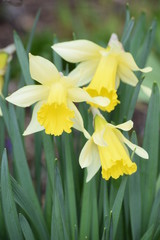 Spring has come. Flowers bloom. nature comes to life. Bloomed fantastically beautiful bright yellow daffodils. The ground was covered with colorful flower carpet.