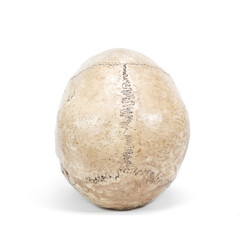 single human skull isolated on white background