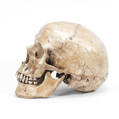 single human skull isolated on white background