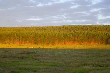 Fototapeta premium Tree Planting
