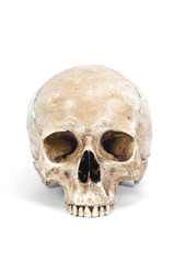 single human skull isolated on white background