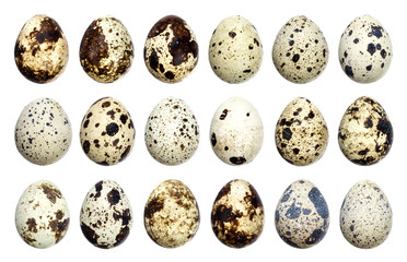 Isolated quail eggs. Big collection of quail eggs isolated on white background with clipping path