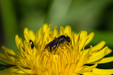 Honey bee collecting pollen from a vivid dandelion flower spring  March 2017