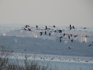 Aironi rosa in volo