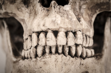 model of human teeth (skull) on a white background