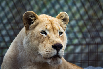 White Lioness