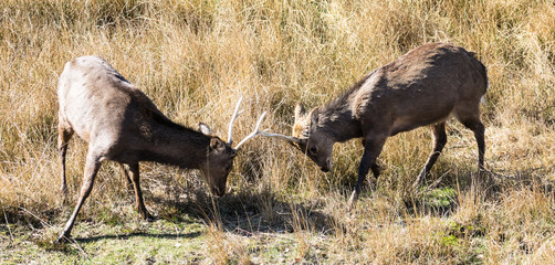 Young bucks fighting