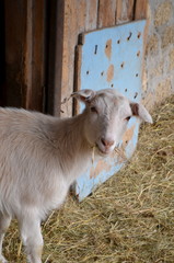 Fototapeta premium Маленькая коза - домашнее животное на ферме