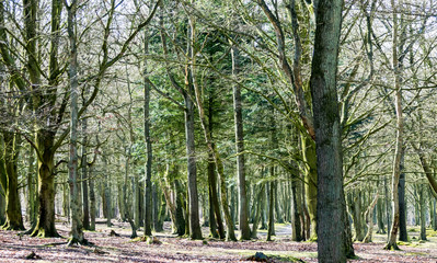 Forrest in early spring