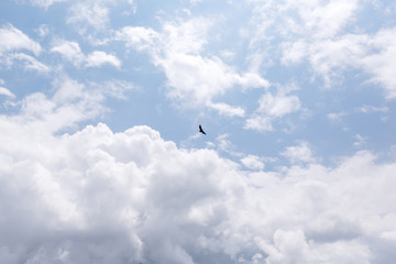 Fototapeta premium Bald Eagle in flight against blue sky and clouds