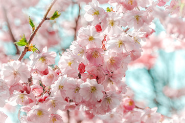 Branch with delicate flowers