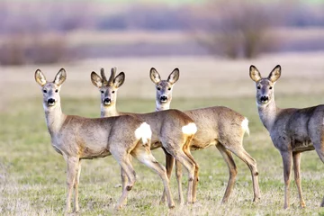 Acrylic prints Roe troop of roe deer