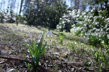 White flower bells in early spring in forest meadow with bright daylight and lots of bokeh.