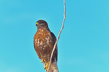 Common Buzzard (Buteo buteo)