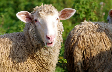 Sheep eats grass