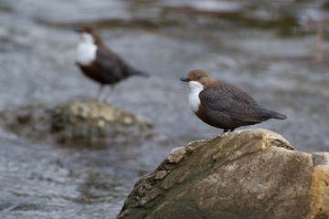 White-throated dipper, Cinclus cinclus on a mountain river
