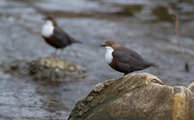 White-throated dipper, Cinclus cinclus on a mountain river