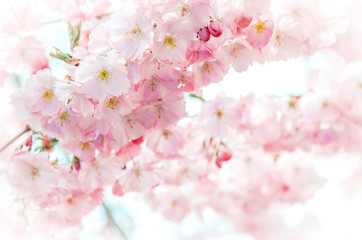 Branch with delicate flowers