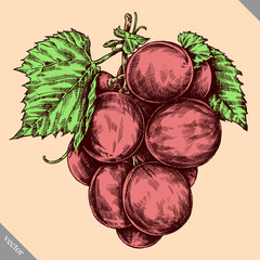 Engrave isolated grape berry hand drawn graphic illustration