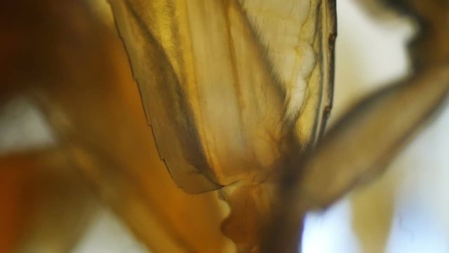 Freshwater centipede leg under the microscope