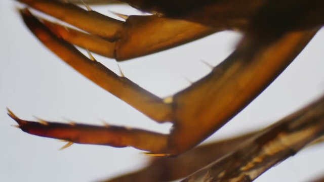 Freshwater centipede claws under the microscope