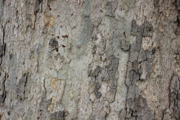 Close up tree bark texture