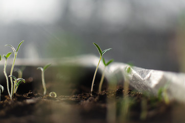 Obraz na płótnie Canvas Growing Sprout