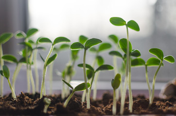 Growing Sprout