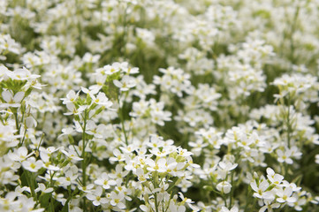 Pretty white flowers blooming in a garden