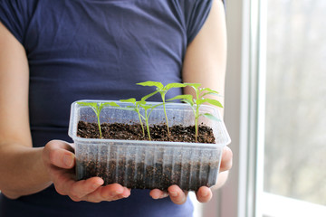  plants for planting/ Gardener holding a young green sprouts in a box