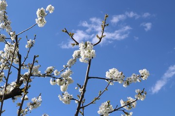 fioritura di albicocco sullo sfondo azzurro di una giornata primaverile