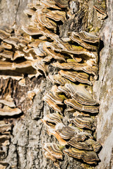 Fungus mushroom levels on the side of a tree trunk