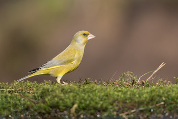 European Greenfinch