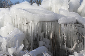 ice covered bush