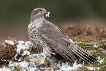 Northern Goshawk with prey