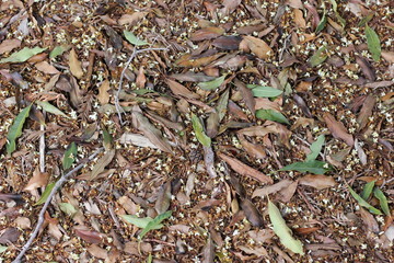 Leaves and twigs on ground background texture