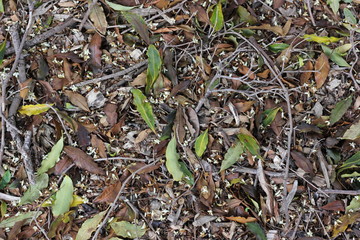 Leaves and twigs on ground background texture