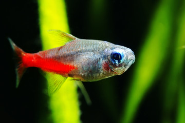 Diamond Head Neon Tetra 