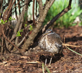 Gut getarnte Sonnenralle