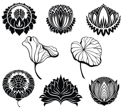 Lotus collection