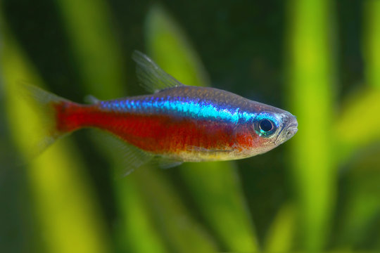 Red Neon tetra fish