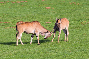 Naklejka na ściany i meble The common eland (Taurotragus oryx), also known as the southern eland or eland antelope.