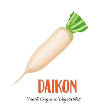 Vector Daikon Vegetable