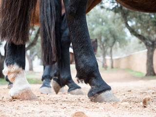 Horse hooves close up - 142125520