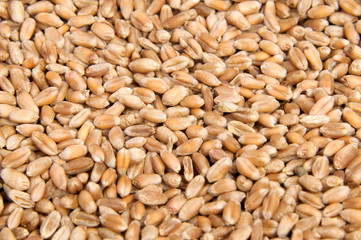 whole background of wheat grain