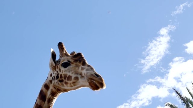 girafes en gros plan