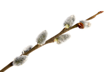 willow branch buds on the branch open buds on white background isolated © allaordatiy