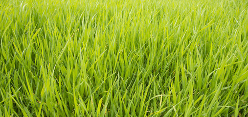 grass background