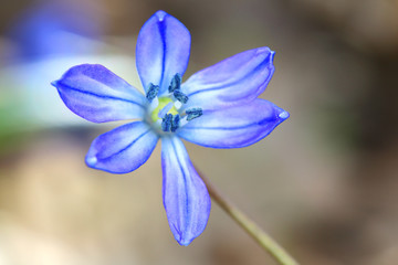 nice scilla bifolia flower