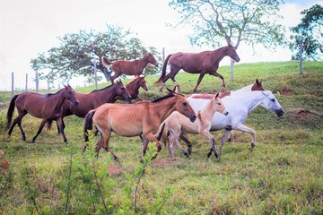 Horses